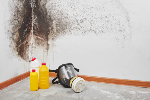 Best Mold Inspection  in Nederland, TX