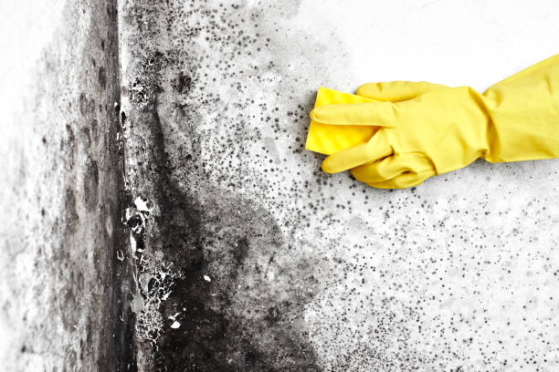 Best Toxic Mold Removal  in Nederland, TX