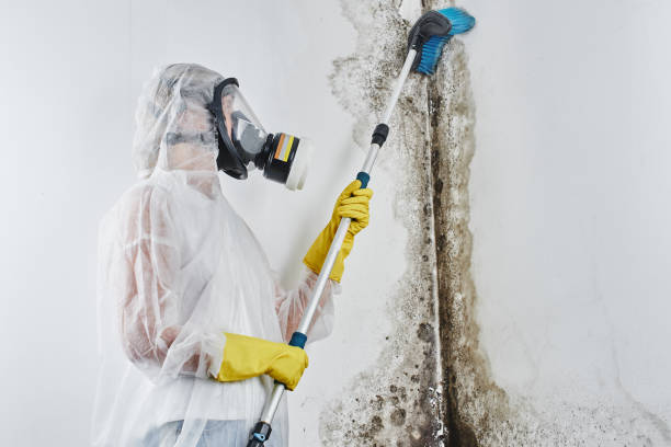 Best Mold Removal Company Near Me  in Nederland, TX