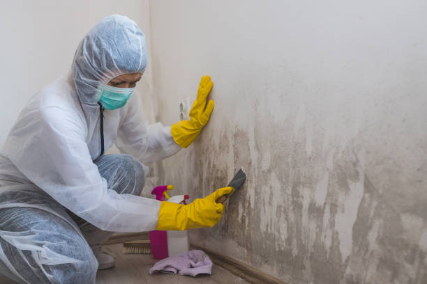 Best Attic Mold Removal  in Nederland, TX