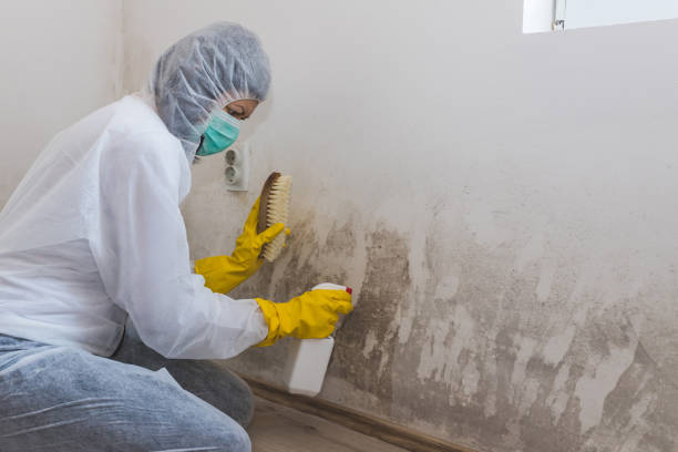 Best Mold Remediation  in Nederland, TX