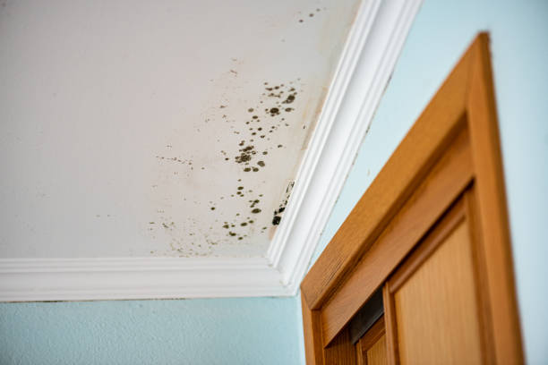 Best Toxic Mold Removal  in Nederland, TX