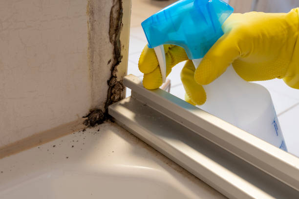 Office Mold Removal Services in Nederland, TX