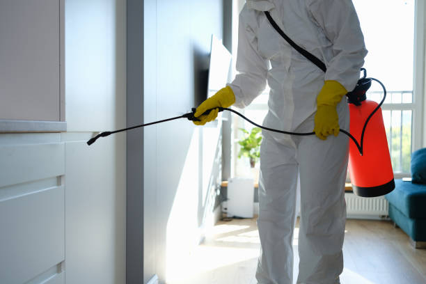 Best Attic Mold Removal  in Nederland, TX