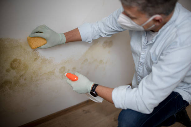 Best Affordable Mold Removal  in Nederland, TX