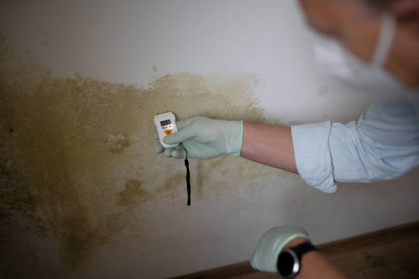 Best Certified Mold Removal  in Nederland, TX