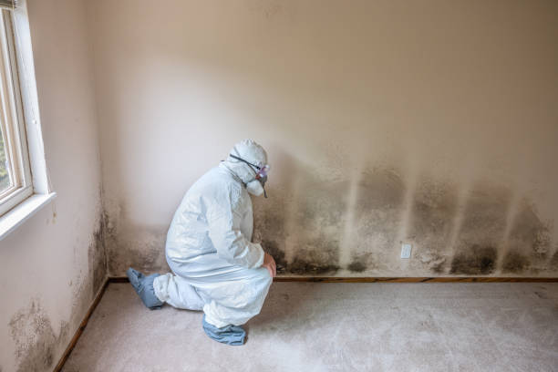 Best Crawl Space Mold Removal  in Nederland, TX