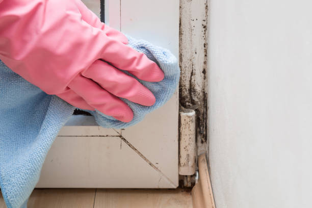 Best Black Mold Removal  in Nederland, TX