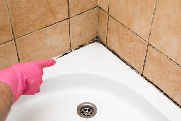 Best Home Mold Removal  in Nederland, TX